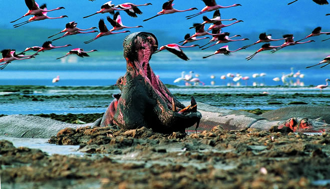 Hippos of Lake Nakuru