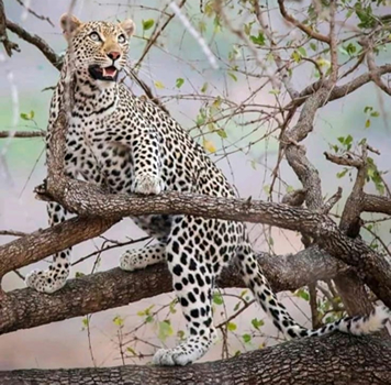 Leopard